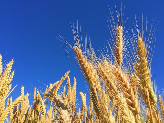 closeup photography of brown wheat