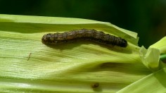 A fall armyworm is attacking a maize crop in a maize field