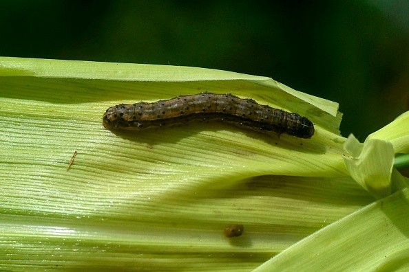 A fall armyworm is attacking a maize crop in a maize field
