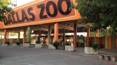 Dallas Zoo Animals Missing, Dead, Injured