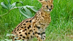 African Serval Rescued in Missouri After Reported Sightings of 