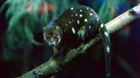 Critically Endangered Spotted-Tailed Quoll in Rapid Decline, Facing Extinction — Queensland