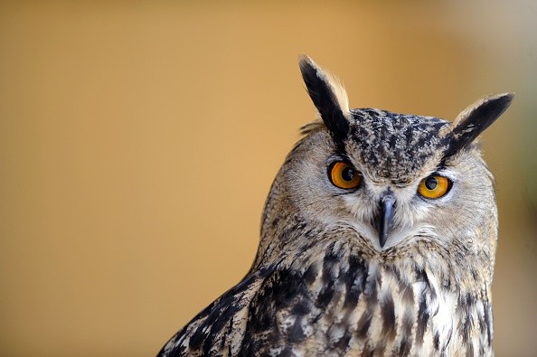 Eurasian Eagle-owl on April 21, 2011