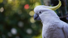 white parrot