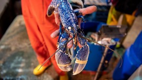 Unique Catch: Rare Blue Lobster Discovered by Fisherman near Blackhead Lighthouse