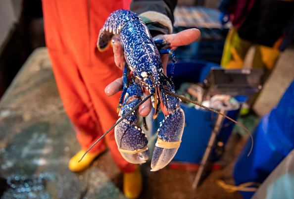 Unique Catch: Rare Blue Lobster Discovered by Fisherman near Blackhead Lighthouse