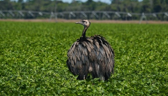 Flightless Large Bird 'Emu' Returns Home After Escaping, Running on Streets of Massachusetts