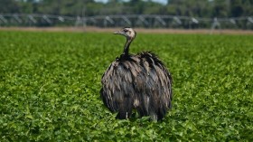 Flightless Large Bird 'Emu' Returns Home After Escaping, Running on Streets of Massachusetts