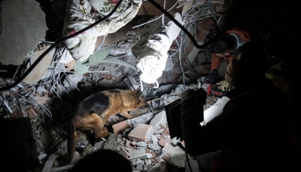 Heroic Dog From Mexico Dies While On Rescue Mission Following Earthquake in Turkey