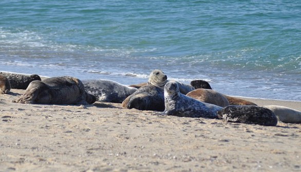 New England gray seals