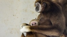 Japan Zoo Finds Out How Their Solitary Gibbon Got Pregnant