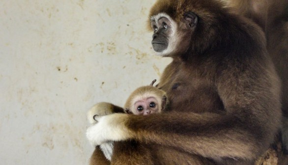 Japan Zoo Finds Out How Their Solitary Gibbon Got Pregnant