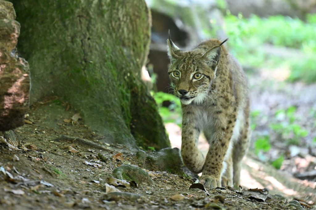 Lynx Count in France Down to 150, Extinct in 30 Years | Nature World News