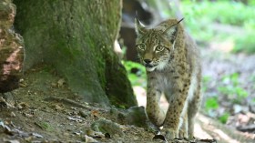 Lynx Count in France Down to 150, Extinct in 30 Years