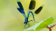  Hanover, Central Germany, on August 26, 2014. New Small Red-Eyed Damselfly Species Discovered in UK that Could Affect Native Dragonflies 