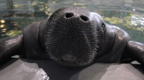 Snooty the manatee, South Florida Museum