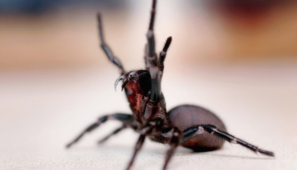 Funnel Web spider at the Australian Reptile Park January 23, 2006 in Sydney, Australia. Seven New Amazing Funnel Web Spiders Discovered in Underground Habitats in Israel's Caves