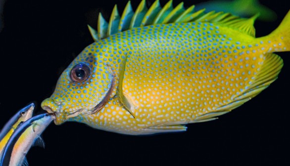 Fish has Self-Recognition Capabilities, Says Study Using Photos