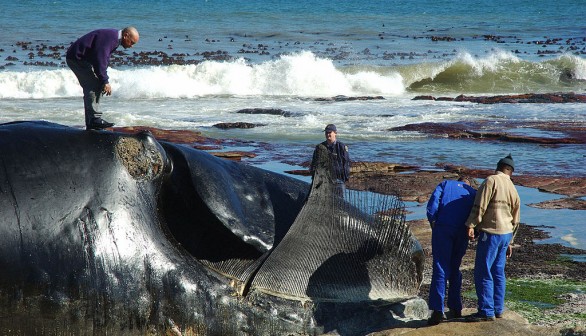 Beached Whale in Virginia Beach Adds to String of Unusual Deaths, Third This Week