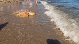Atlantic Ocean Welcomes Newly Rehabilitated Loggerhead Sea Turtle —Florida