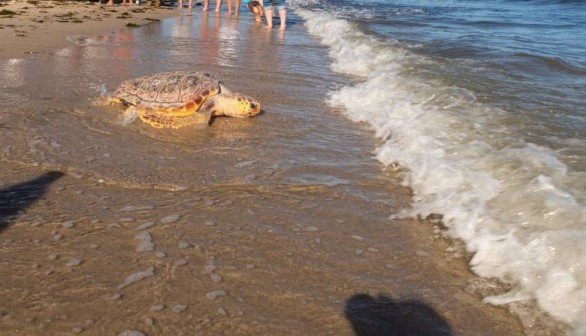 Atlantic Ocean Welcomes Newly Rehabilitated Loggerhead Sea Turtle —Florida