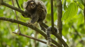 common marmoset