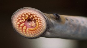 Sea Lamprey Traps at $1.7 Million Will Protect Lake Huron from Invasive Species, Officials Say