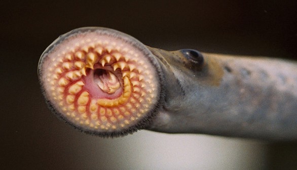 Sea Lamprey Traps at $1.7 Million Will Protect Lake Huron from Invasive Species, Officials Say