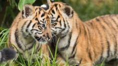 Critically Endangered Sumatran Tiger Gives Birth to Twin Cubs in Chester Zoo — UK