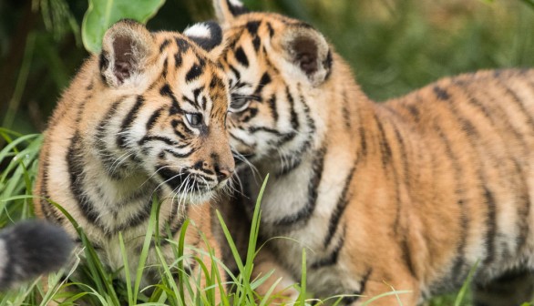 Critically Endangered Sumatran Tiger Gives Birth to Twin Cubs in Chester Zoo — UK