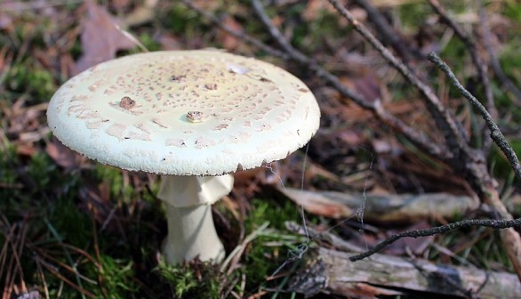 Poisonous Death Cap Mushroom Clones Itself, Invades California