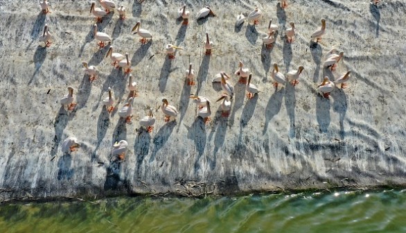 ISRAEL-BIRDS-MIGRATION