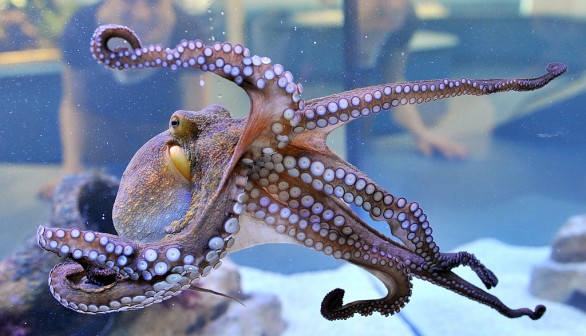 5 Octopus Facts that Every Cephalopod Enthusiast Must Know