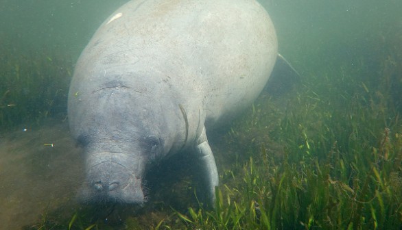 October 05, 2021 in Homosassa, Florida. Florida Rescuers Release 12 Manatees Into the Wild After Conservation, Recovery Efforts