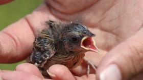 Rare Sparrow to Die Out by 2035, Several Other Species in Maine Also Faces Possible Extinction