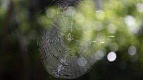 Environmental-Friendly Pest Control: Spider Webs Helpful to Protect Agricultural Crops 