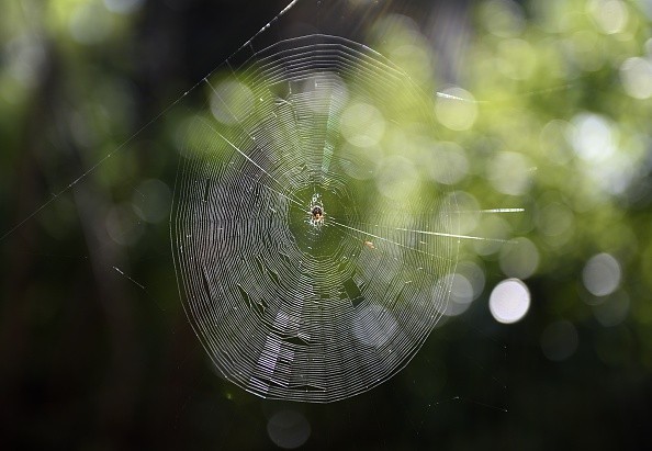 Environmental-Friendly Pest Control: Spider Webs Helpful to Protect Agricultural Crops 