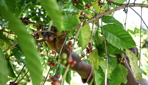 Coffee Farming Yields Down By 50% Due to Rising Temperatures