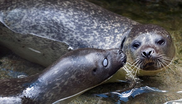 Two Injured Blind Seals Join Vancouver Aquarium Following Rescue and Treatment
