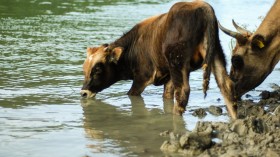 Feral Cows Damage Rivers in New Mexico, Officials Issue Kill Order