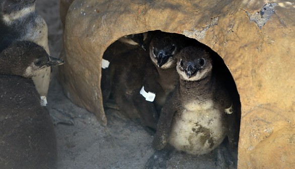 Three Endangered African Penguin at Arizona Aquarium Give Hope for Conservation Efforts Against Species Population Decline