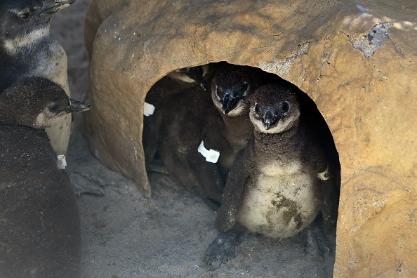 Three Endangered African Penguin at Arizona Aquarium Give Hope for Conservation Efforts Against Species Population Decline