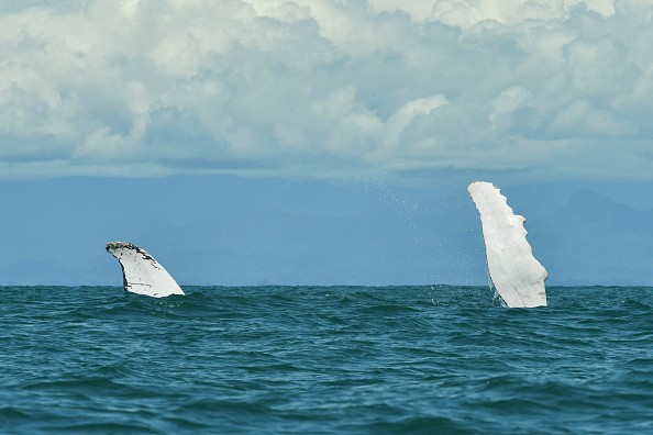 COLOMBIA-ANIMAL-WILDLIFE-HUMPBACK WHALE-FEATURE