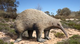 Prehistoric Animals: Meet Murrayglossus, Egg-Laying Mammal as Big as a Sheep