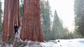 Grant Grove on February 19, 2023 in Kings Canyon National Park, California