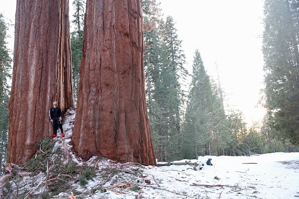 Grant Grove on February 19, 2023 in Kings Canyon National Park, California