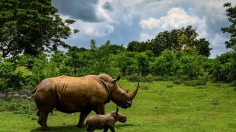 Rhinos Down to 400 as Poaching Intensifies in Botswana