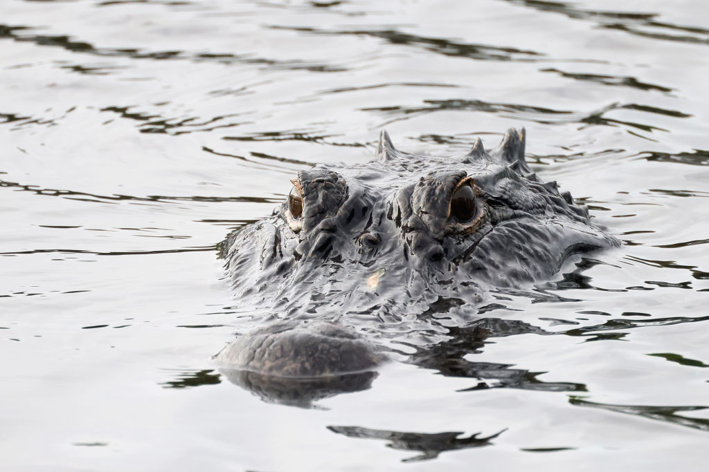 Giant Alligator Drags to Death 85YearOld Florida Woman While Walking