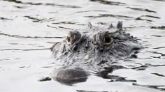 Florida Alligator Attack