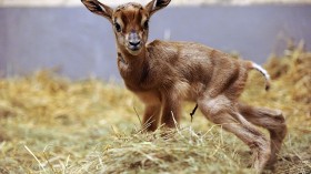 Columbus Zoo Welcomes 3 Endangered Dama Gazelle Calves —Africa